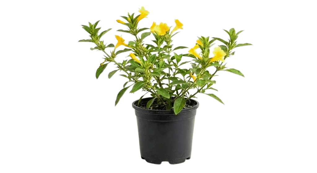 Vajradanti Live Plant वज्रदंती, Katsaraiya, Piyabansa, Barleria Prionitis Live Plant, kuranta [RAJ GARDEN PLANTS]