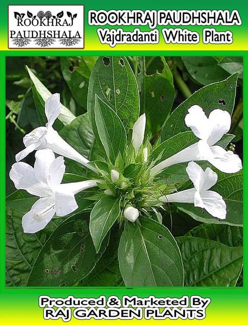Vajradanti White Flower Live Plant वज्रदंती, Katsaraiya, Piyabansa, Barleria cristata Alba, kuranta [RAJ GARDEN PLANTS]