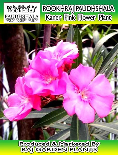 Kaner (Indian oleander) Pink Flower Plant, Nerium indicum Live Plant [RAJ GARDEN PLANTS]