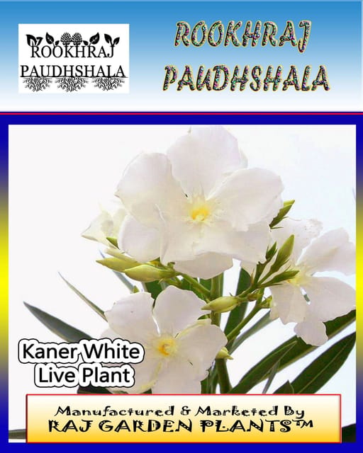 Kaner (Indian oleander) White Flower Plant, Nerium indicum Live Plant [RAJ GARDEN PLANTS]