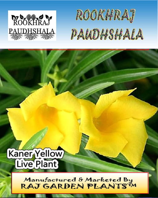 Kaner Yellow Flower Plant , Indian oleander , Nerium indicum Live Plant [RAJ GARDEN PLANTS]