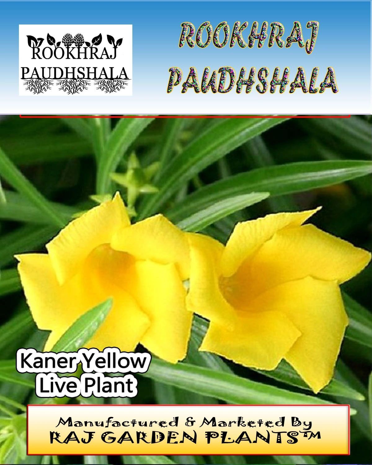 Kaner Yellow Flower Plant , Indian oleander , Nerium indicum Live Plant [RAJ GARDEN PLANTS]