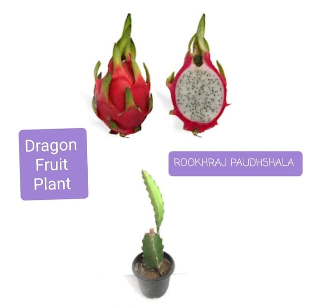 Dragon Fruit Plant, Hylocereus Undatus, Pitaya Cactus Plant [RAJ GARDEN PLANTS]