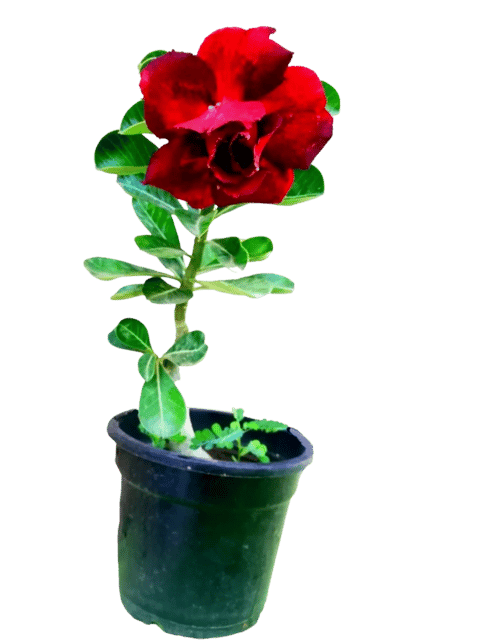 Adenium Grafted Red Flowers Live Plant [RAJ GARDEN PLANTS]