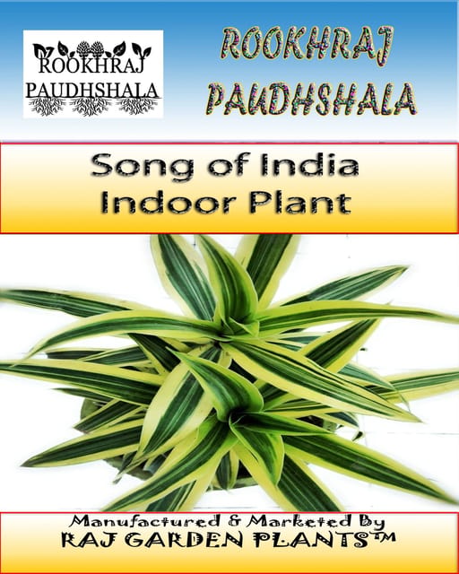 Dracaena Reflexa , Song of India Live Plant, Pleomele [RAJ GARDEN PLANTS]
