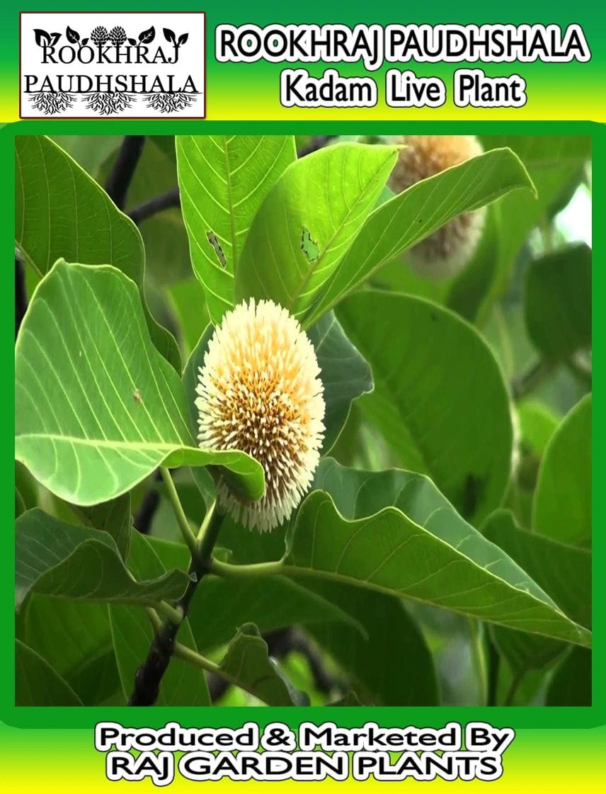 Kadam Live Plant, Neolamarckia cadamba, Burflower Tree, Laran, Leichhardt pine - RRPS1230 [RAJ GARDEN PLANTS]