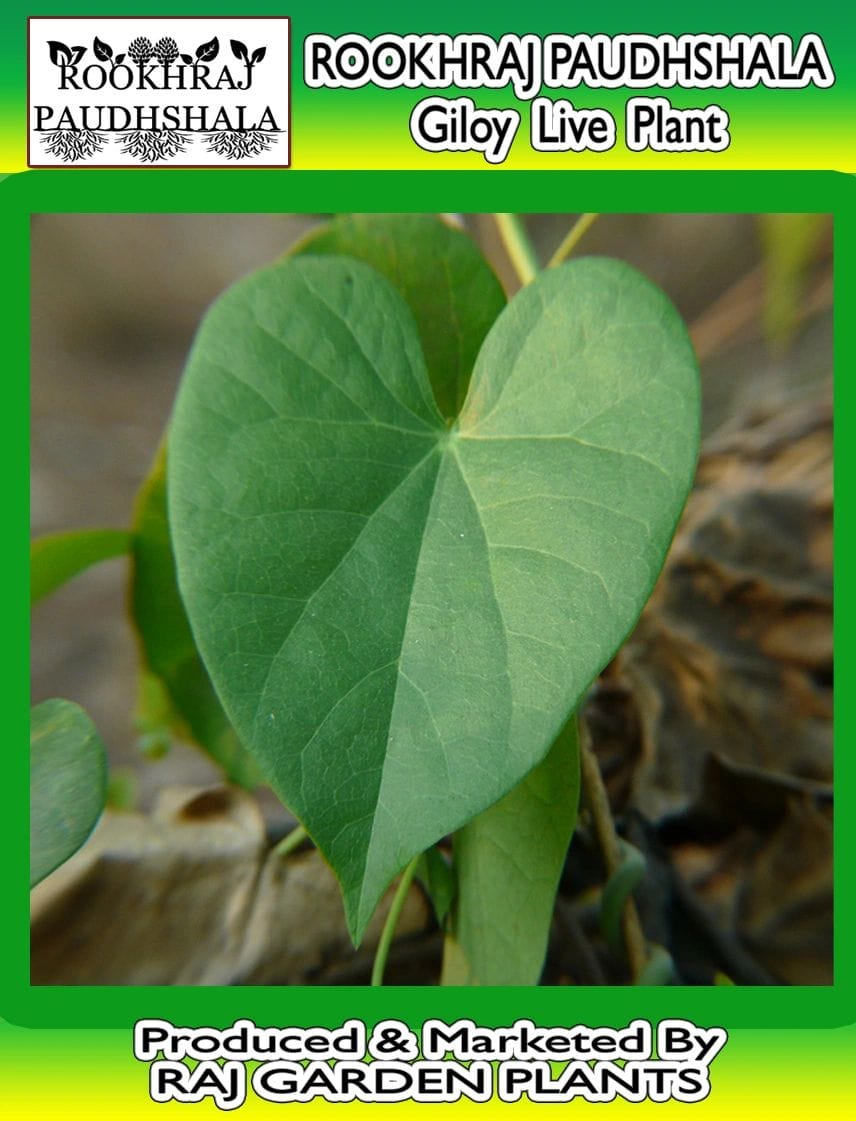 Giloy Live Plant, Gulvel , Tinospora Cordifolia Live Plant, Heart-leaved moonseed [RAJ GARDEN PLANTS]