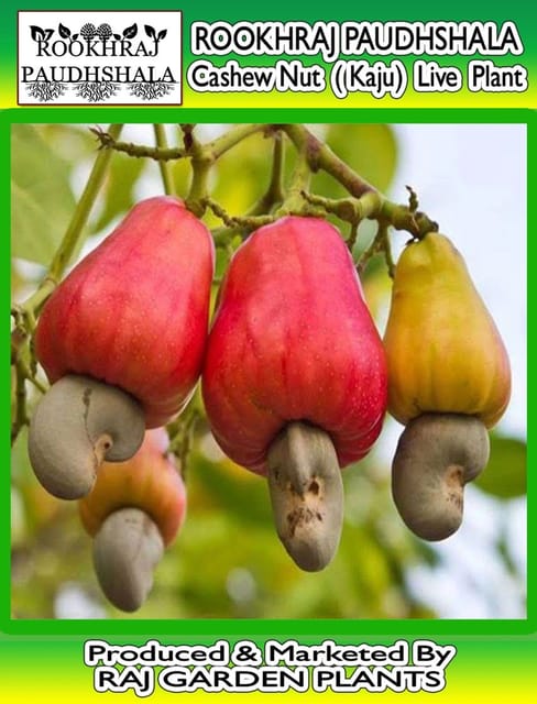 Kaju Live Plant, Cashew Nut Plant [RAJ GARDEN PLANTS]
