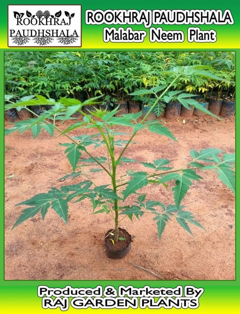 Malabar Neem (Melia Dubia, Malabar Vepa) [RAJ GARDEN PLANTS]