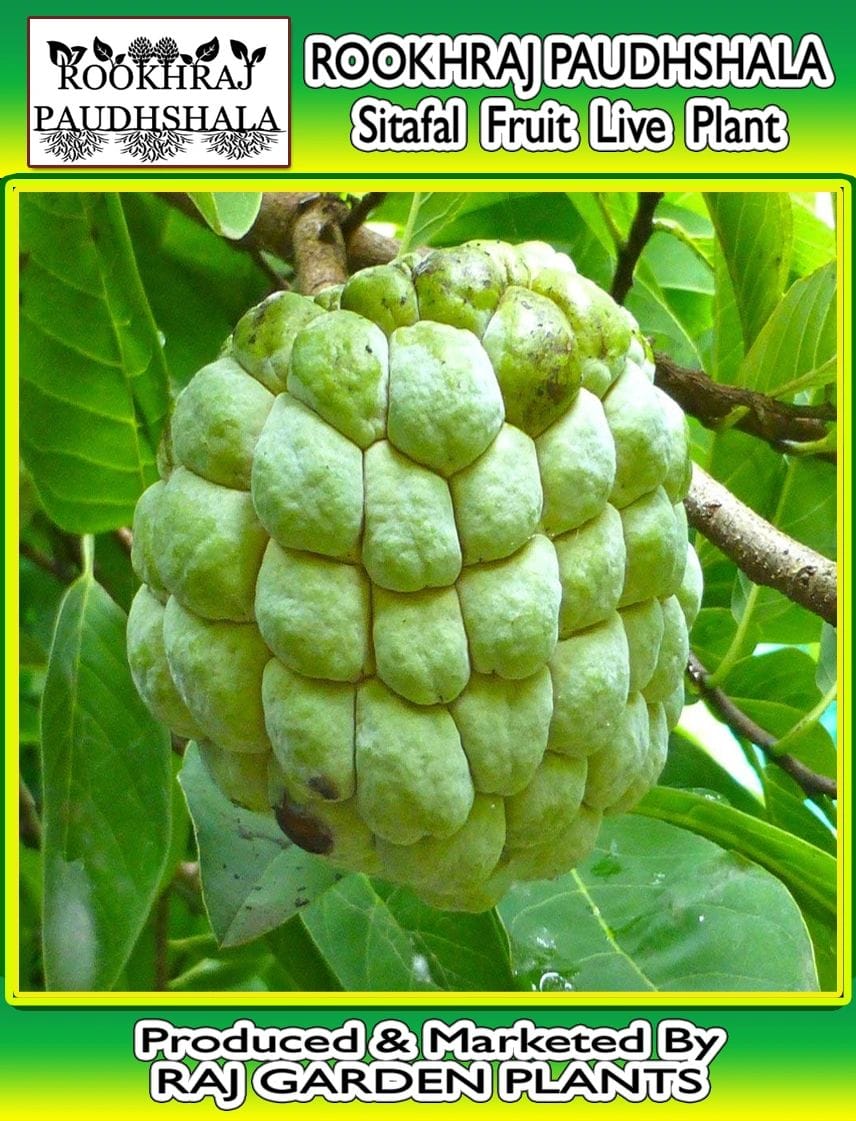 Sitafal Grafted Live Plant, Sitafal, sitafal plant, sugar apple, Annona squamosa, Sitafal fruit plant Custard Apple [RAJ GARDEN PLANTS]