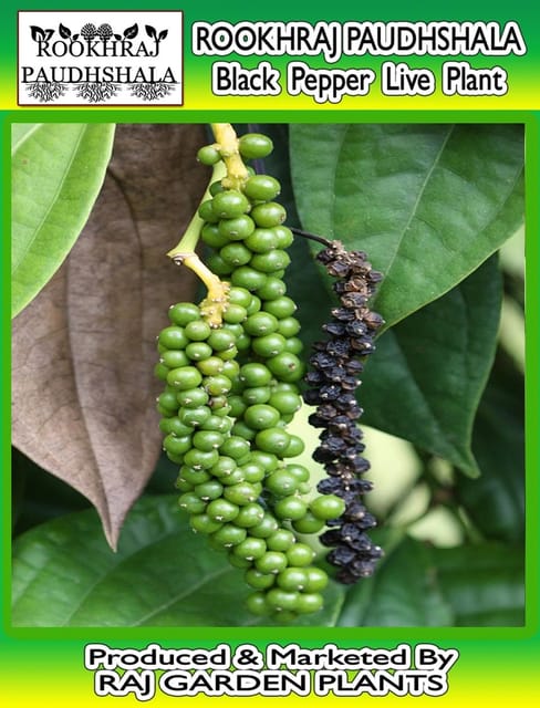 , Black Pepper Live Plant, Kalimirch, Black Pepper plant [RAJ GARDEN PLANTS]