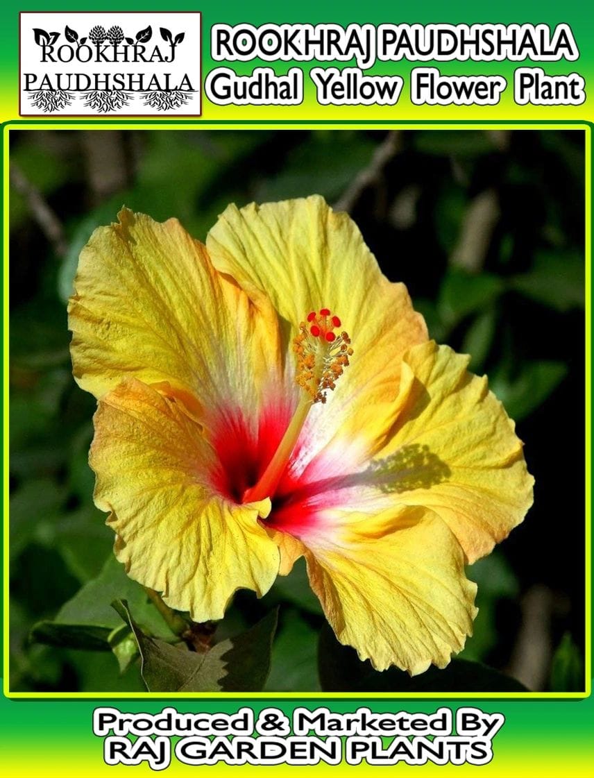 Gudhal Yellow Live Plant Or Hibiscus Rosa Yellow Plant [RAJ GARDEN PLANTS]