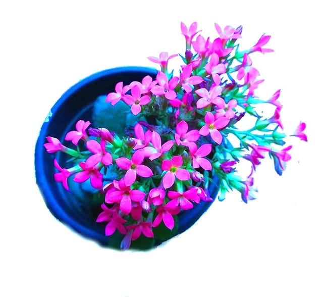 Flaming Katya Kalanchoe Blossfeldiana Live Plant [RAJ GARDEN PLANTS]