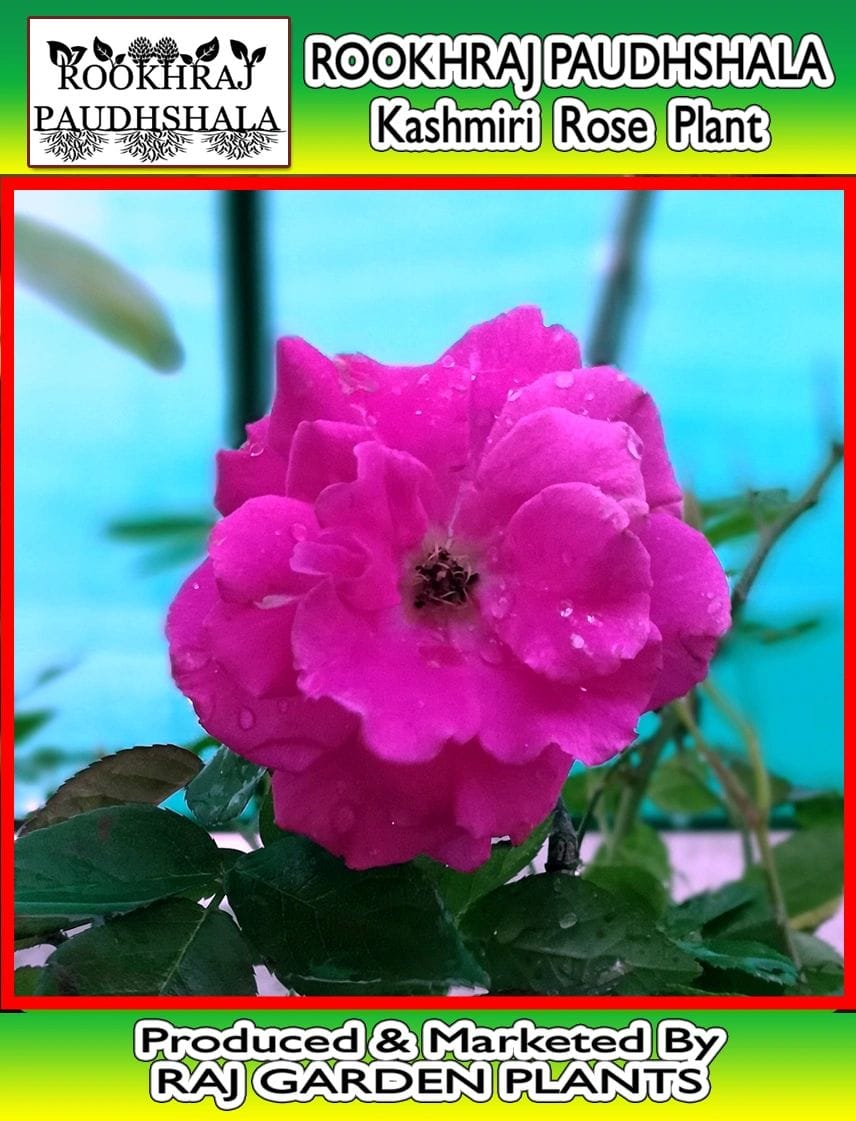 Kashmiri Rose Flower Plant [RAJ GARDEN PLANTS]