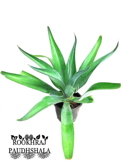 Sansevieria Robusta, Snake Plant [RAJ GARDEN PLANTS]
