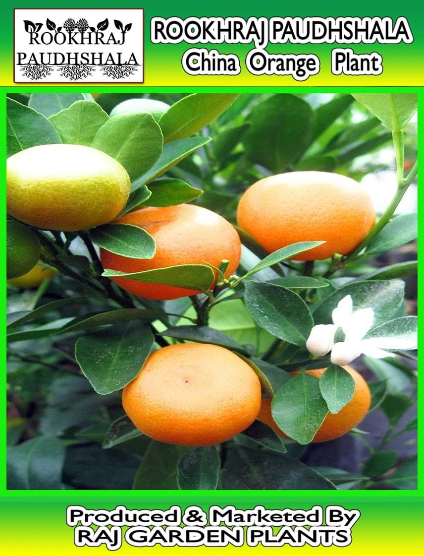 Chinese Orange Live Plant; Calamondin Orange, China Orange, Lemonish Orange [RAJ GARDEN PLANTS]