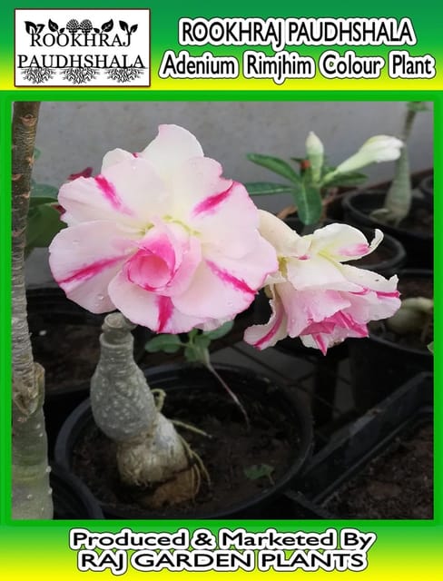 Adenium Grafted Rimjhim Flower Live Plant [RAJ GARDEN PLANTS]