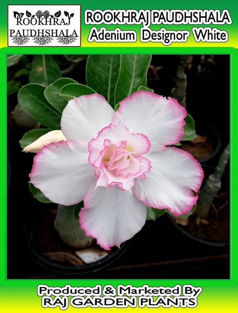 Adenium Grafted Designor Type Spl one Flower Live Plant [RAJ GARDEN PLANTS]
