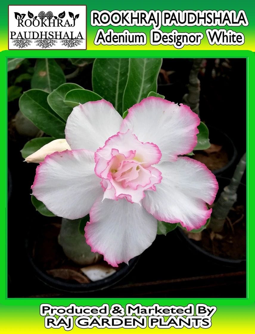 Adenium Grafted Designor Type Spl one Flower Live Plant [RAJ GARDEN PLANTS]