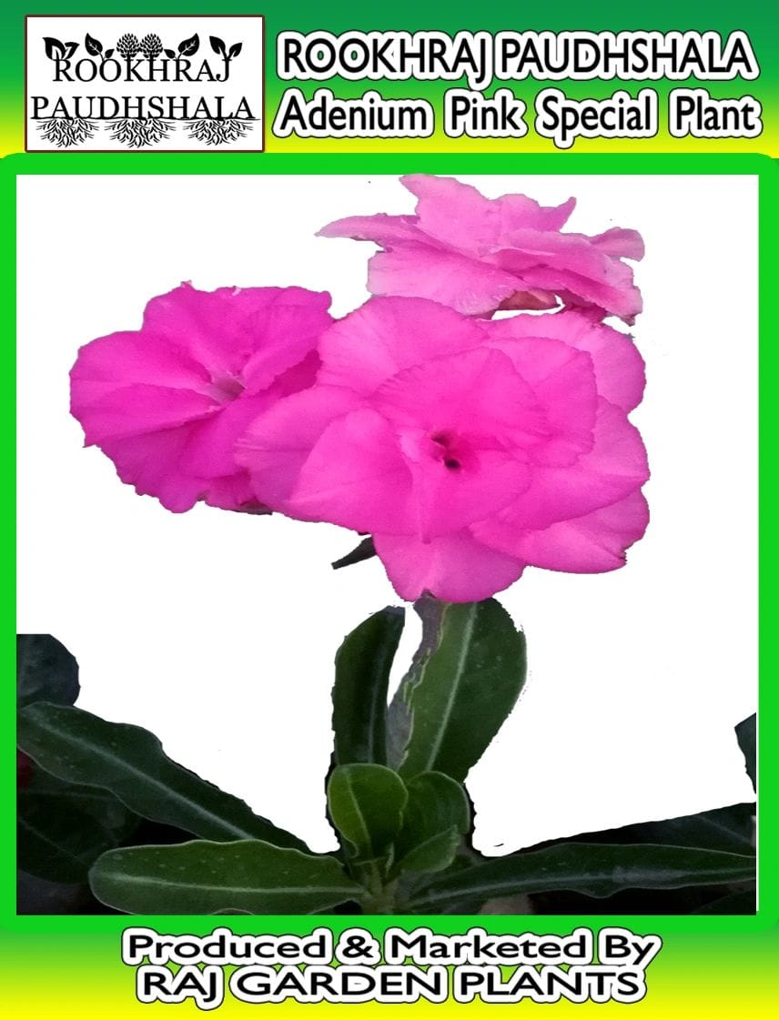 Adenium Grafted Designor Romeo Special Flower Live Plant [RAJ GARDEN PLANTS]