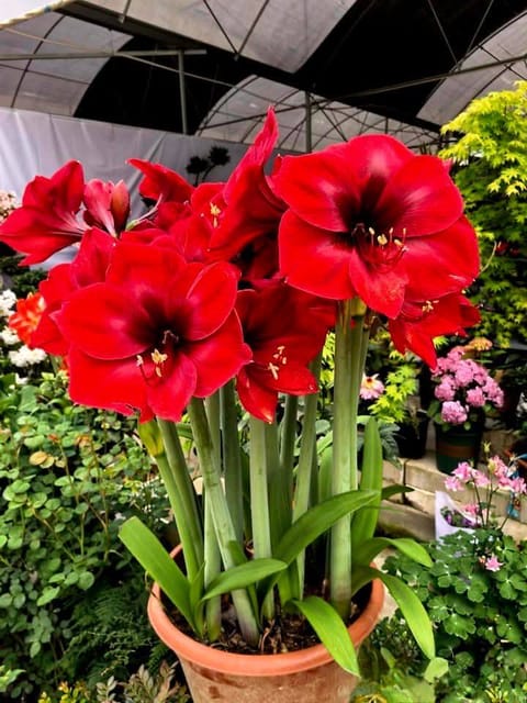 Mixed Color Double Petal Amaryllis Flower Bulbs | (Pack Of 4)_Shikha Plant Nursery.