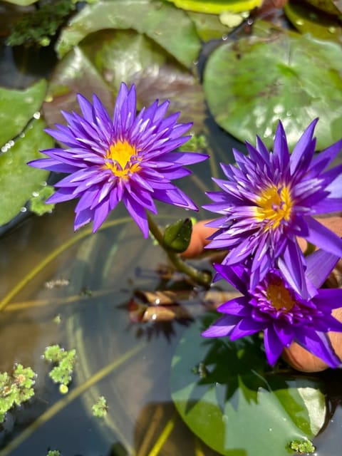 Nymphaea Rishi - Tropical Waterlily Nymphaea Rishi - Tropical Waterlily