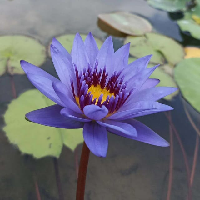 Nymphaea GT Moore - Tropical Waterlily