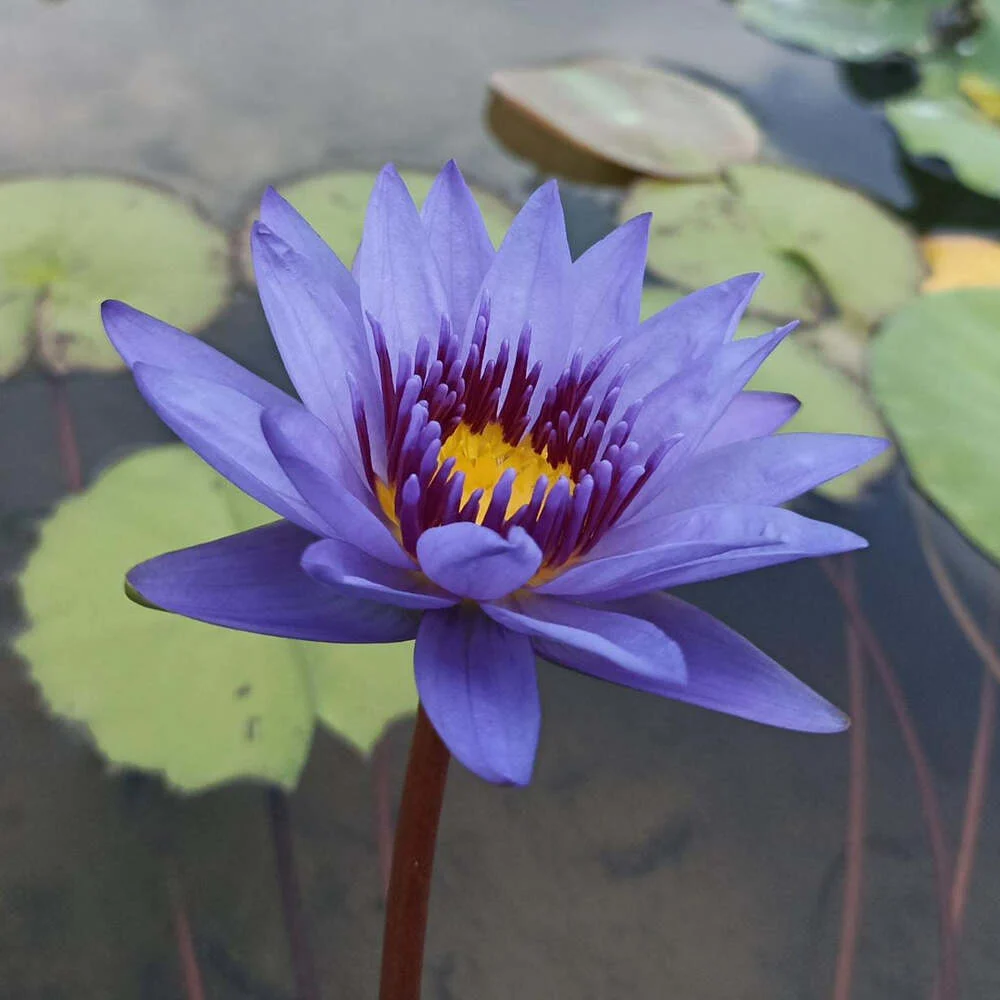 Nymphaea GT Moore - Tropical Waterlily