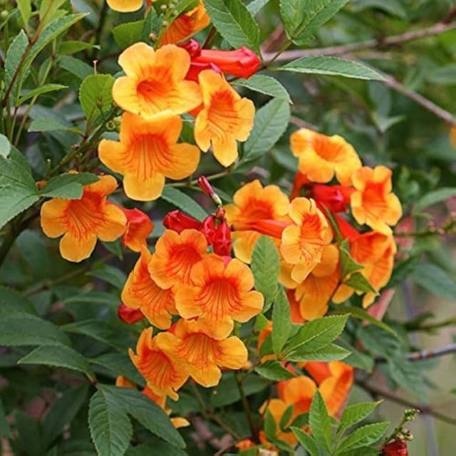 Tecoma Flower Plant Orange - Plants Glory