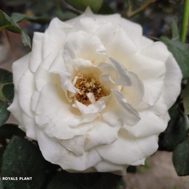 Climbing Rose Flower Plant White (PG-100787) - Plants Glory