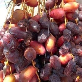 Hayani Variety Date Plum | Plant - Plants Glory Hayani Variety Date Plum | Plant - Plants Glory