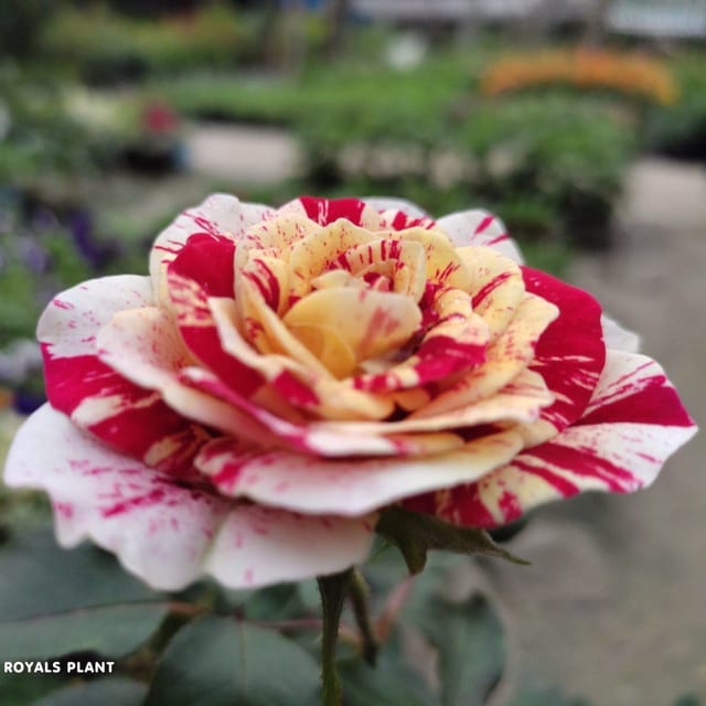 Abracadabra Rose Flower Plant (PG-100780) - Plants Glory