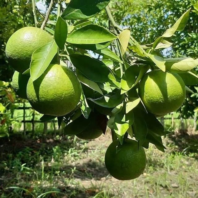 All Time Vietnam Malta Grafted Fruit Plant - Plants Glory All Time Vietnam Malta Grafted Fruit Plant - Plants Glory