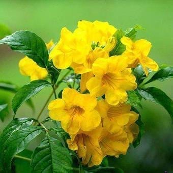 Tecoma Flower Plant Yellow - Plants Glory