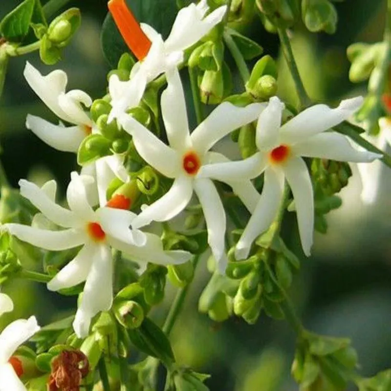 Alltime Parijat Night Blooming Jasmine Flower Plant - Plants Glory