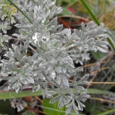Artemisia Stelleriana Silver Barcade Mediclinal Plant - Plants Glory
