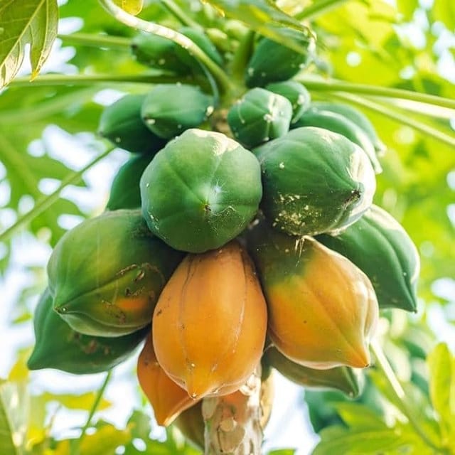 Red Lady Papaya Fruit Plant - Plants Glory