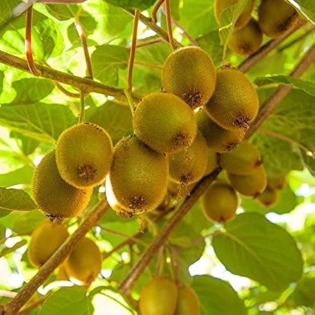 Kiwi | Grafted & Hybrid Fruit Plant - Plants Glory