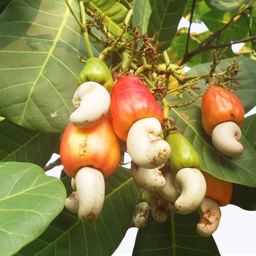 Thai Variety Cashew Apple Grafted Fruit Plant - Plants Glory