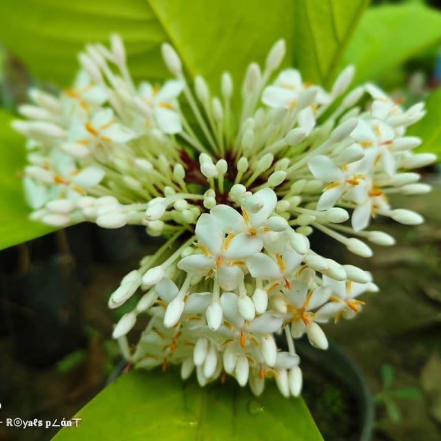 Thai Variety Super Early Ixora Flower Plant White - Plants Glory