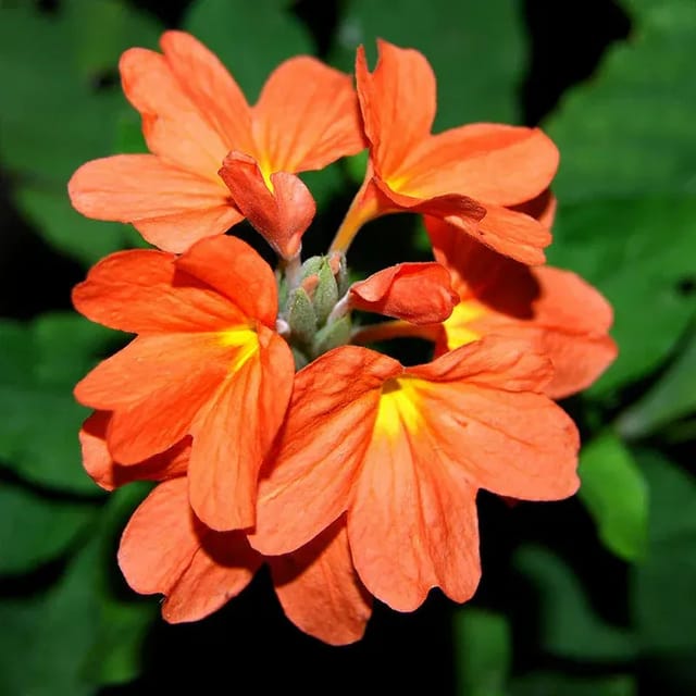 Crossandra Flower Plant Orange - Plants Glory