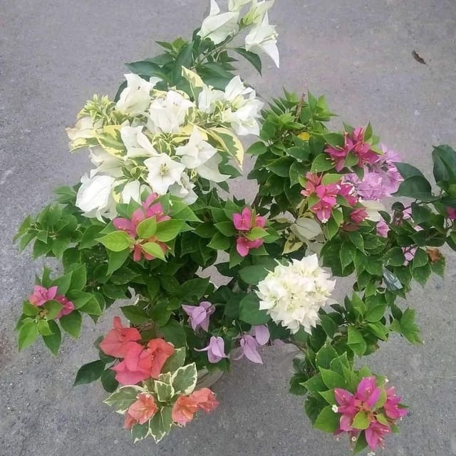 Multigrafted Bougainvellia Flower Plant (8 Colours) (PG-100696) - Plants Glory