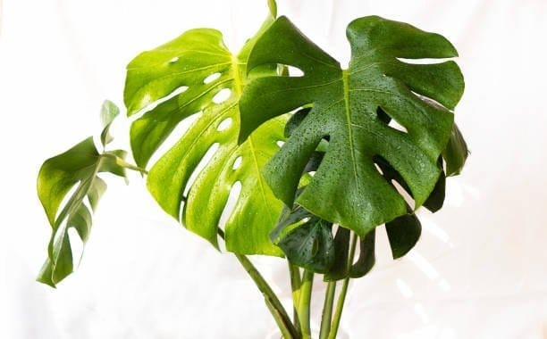Philodendron Plant - Plants Glory