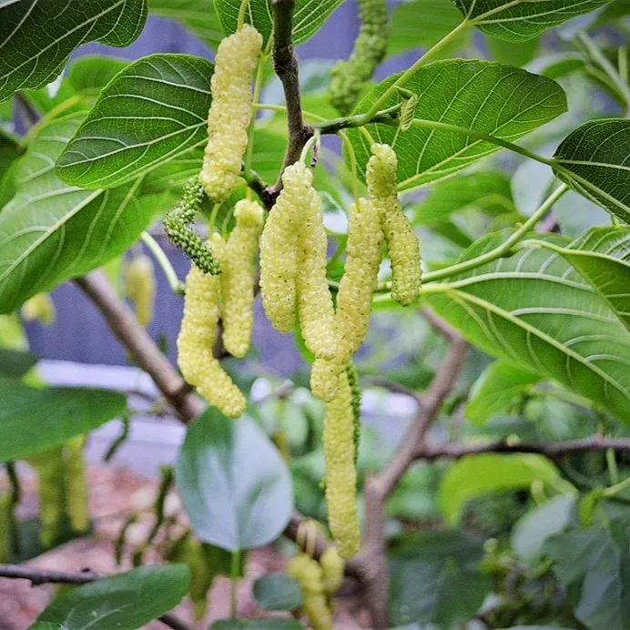 White Long Mulberry Fruit Plant - Plants Glory