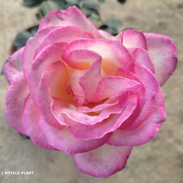 Princess Of Monaco Rose Flower Plant - Plants Glory Princess Of Monaco Rose Flower Plant - Plants Glory