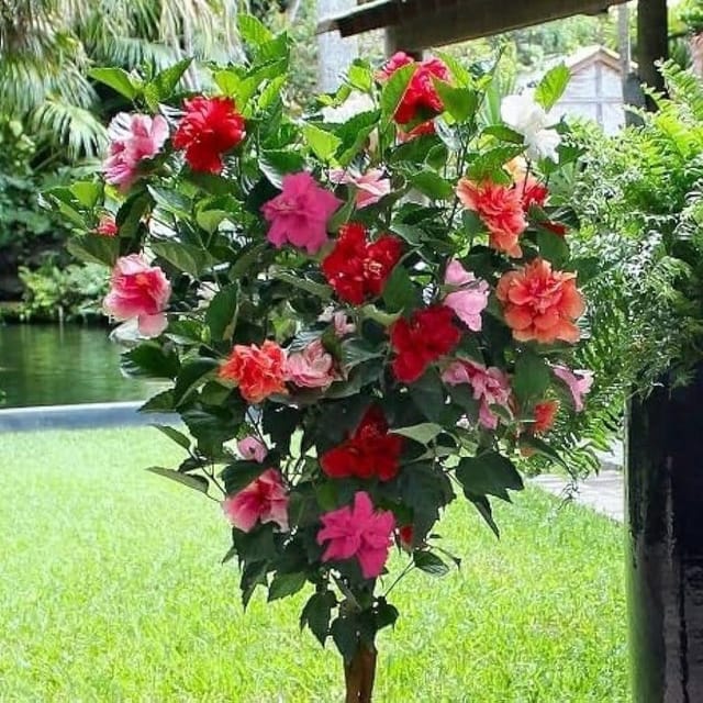 Multigrafted Double Petal Variety Hibiscus Flower Plant (15 Colours) - Plants Glory Multigrafted Double Petal Variety Hibiscus Flower Plant (15 Colours) - Plants Glory