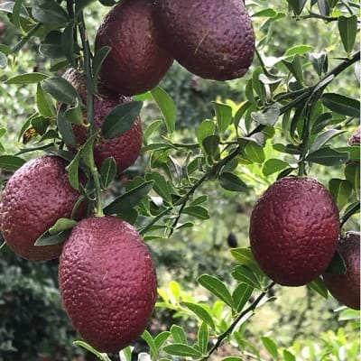 Blood Orange Grafted Fruit Plant - Plants Glory