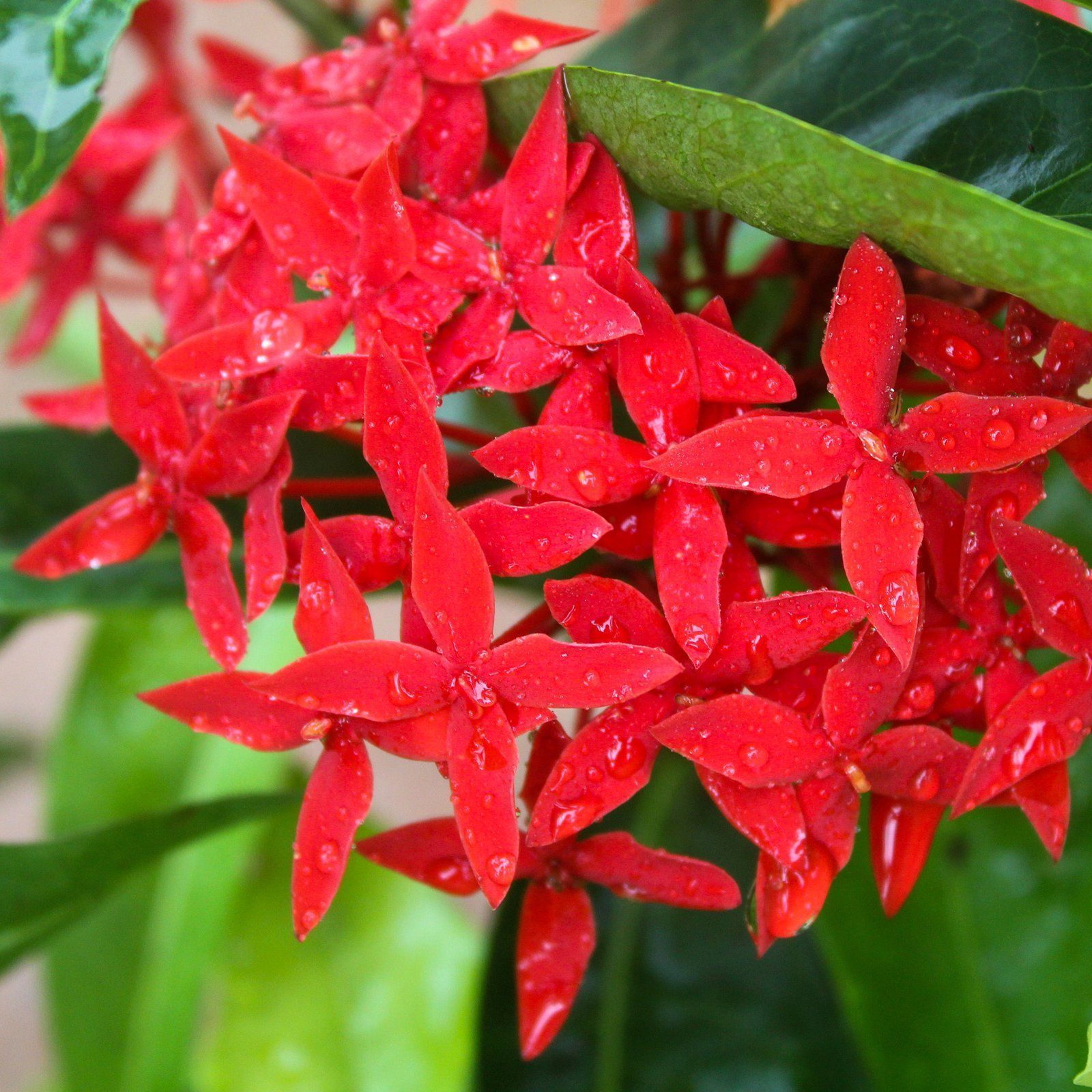 Ixora Flower Plant Red - Plants Glory