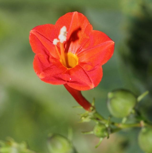 Morning Golory Flower Plant Orange - Plants Glory