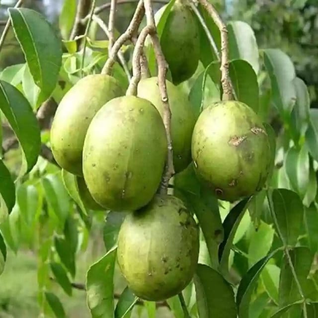 Alltime Thai Variety Olive Grafted Fruit Plant - Plants Glory